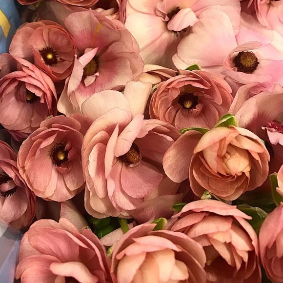 Meet your Posher, Priscilla - Picture 1 of 1